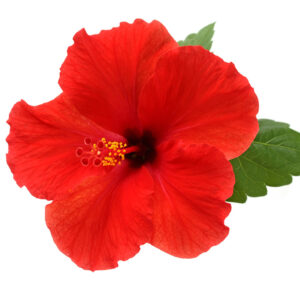 Hibiscus
