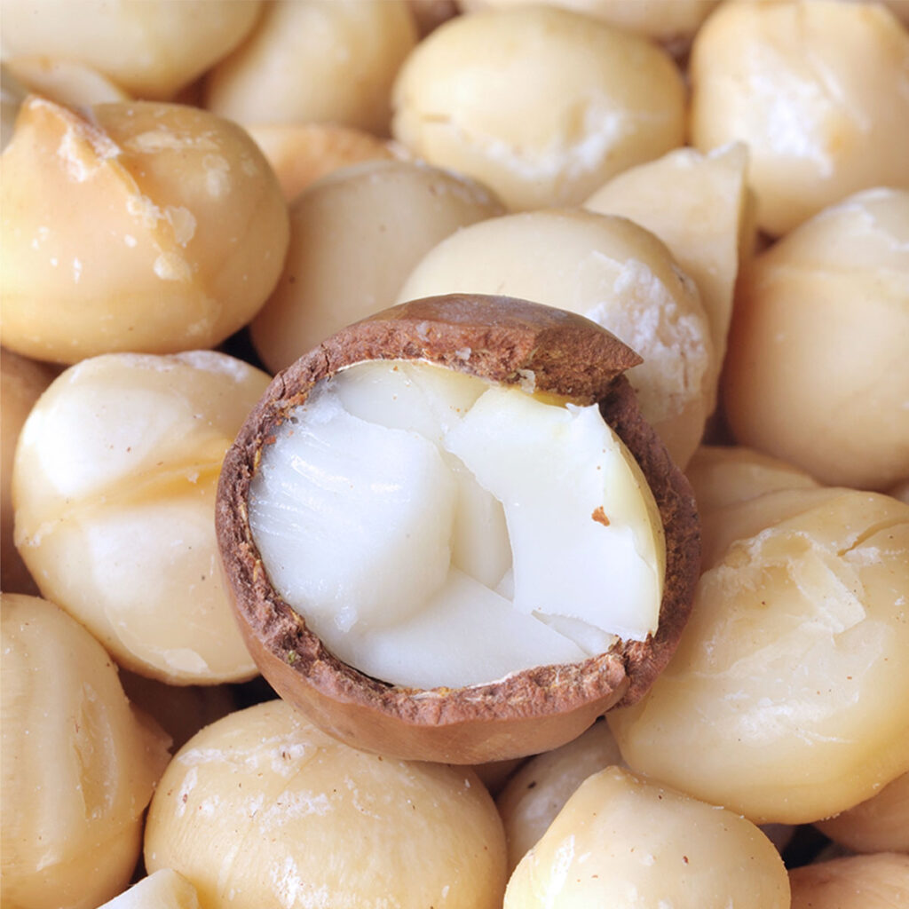 Macadamia