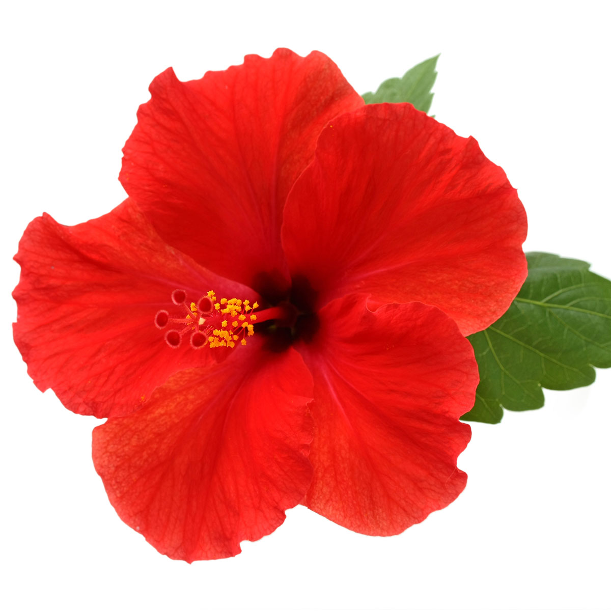 Hibiscus Extract