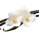 Vanilla